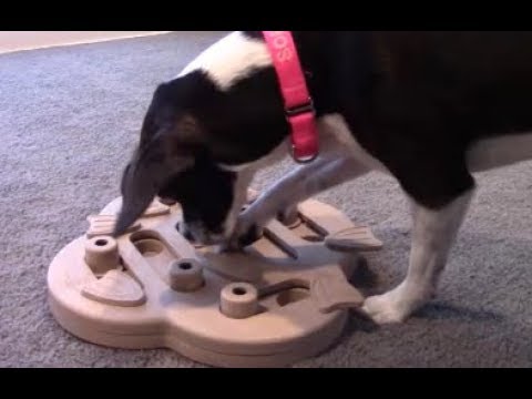 Review: Nina Ottoson Hide N' Slide Dog Puzzle Toy from Outward Hound