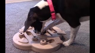 Review: Nina Ottoson Hide N' Slide Dog Puzzle Toy from Outward Hound screenshot 1