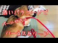 コーギーのパール付きのハーネスとリードの作り方 [ How to make a corgi pearl harness and leads ]