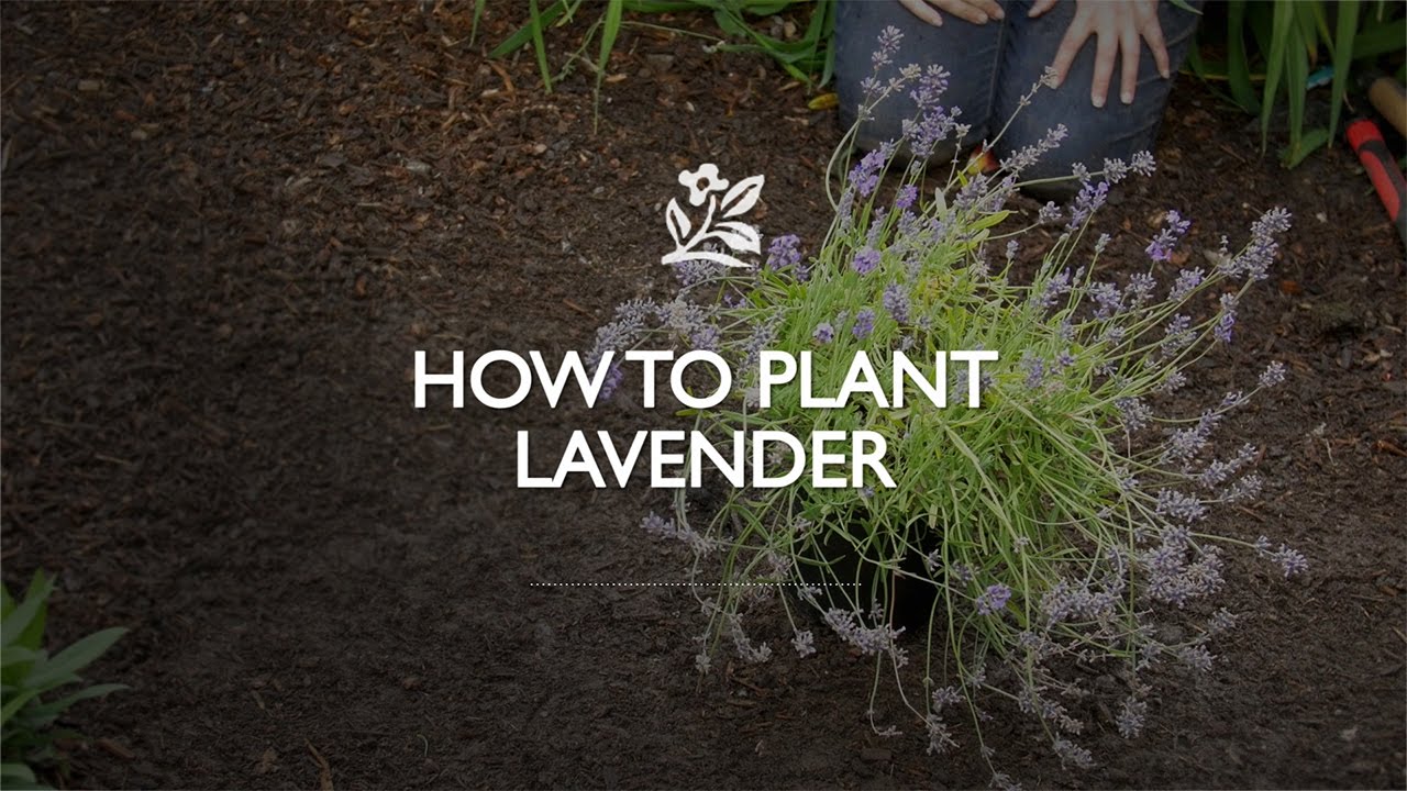 How To Plant Lavender - YouTube