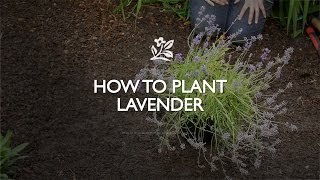 How To Plant Lavender