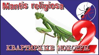 Богомол Mantis religiosa. ОХОТА. Квартирные монстры 2. Богомол Mantis religiosa. ОХОТА. Квартирные монстры 2.
