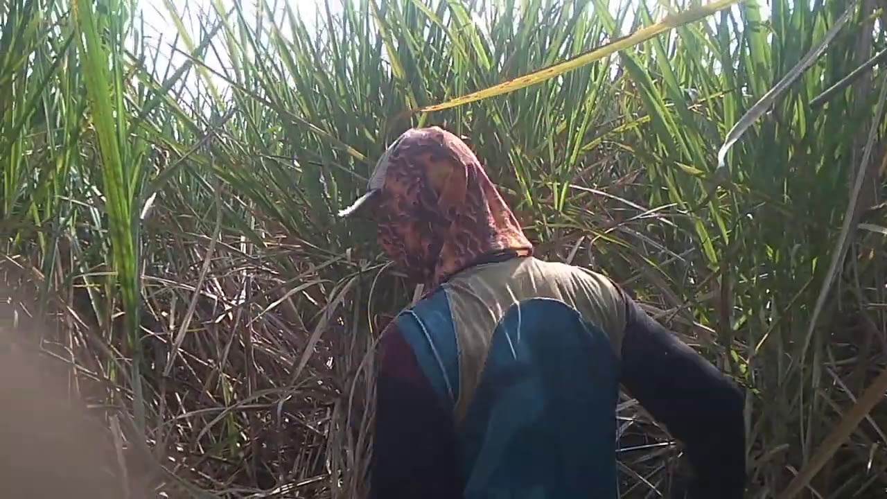 tutorial tebang tebu cocok buat pemula.