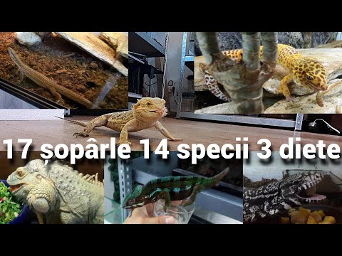 Video: Cum să dresezi un câine să nu scâncească: 12 pași (cu imagini)