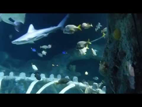 Kansas City Aquarium ~ Sea Life #2 ~ KC #13