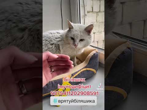 Видео: Котешки имунодефицитен вирус (FIV) в котки