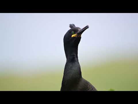 Shag and razorbill at Lunga