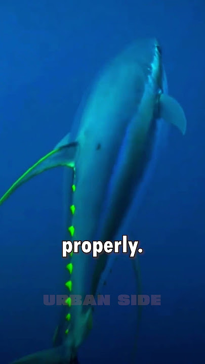 The Science Behind Tuna Fish