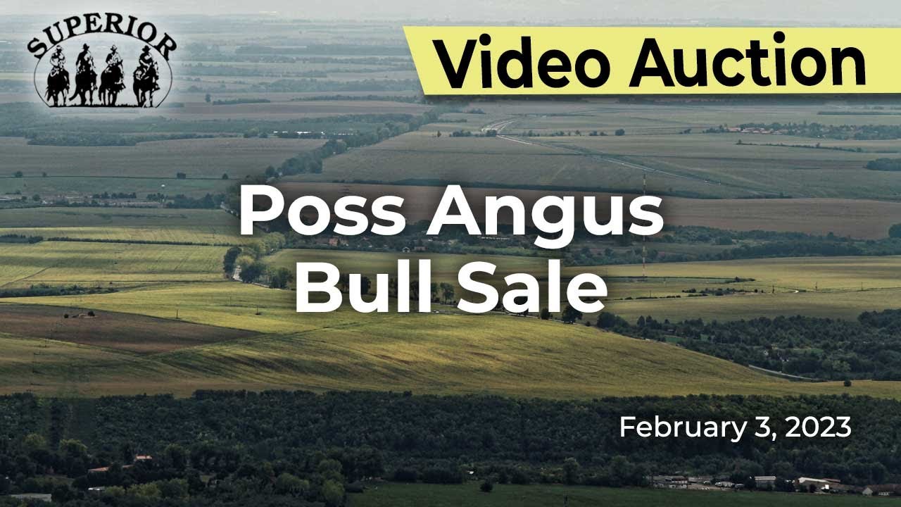 Poss Angus Annual Bull Sale YouTube