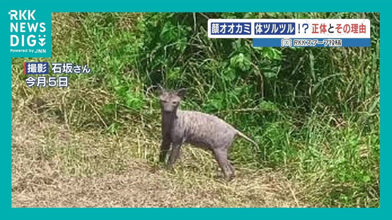 不思議な動物 The face of a wolf, the body of a smooth one