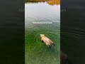 #canada #bear#swimming #full#enjoyment 🇨🇦🇨🇦🎥🥵🤯🤯🤯🤯