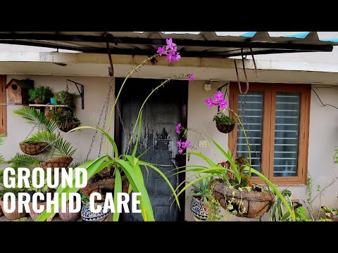 Video: Ce este o orhideea Spathoglottis - Informații despre îngrijirea orhideelor de sol