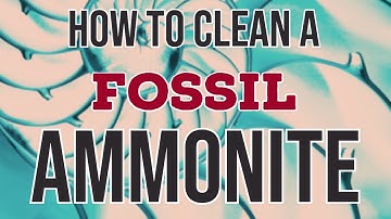 How to clean fossils, cleaning tips from a bearded northern bloke