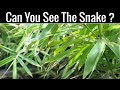 Nobody Can Find All The Hidden Animals | Optical Illusions | Brain Teasers |