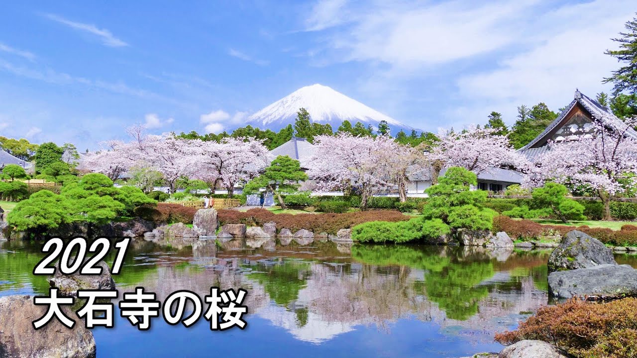 21 03 29 大石寺の桜と富士 静岡県富士宮市 4k Taisekijitemple Cherryblossoms Mtfuji Youtube