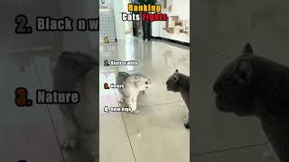 Ranking Funny Cats Fights
