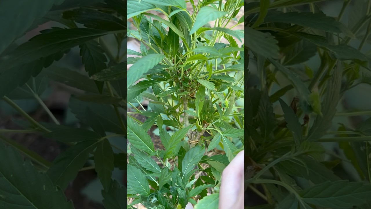 Cómo Revegetó Semilla Korenji con Poda Agresiva 