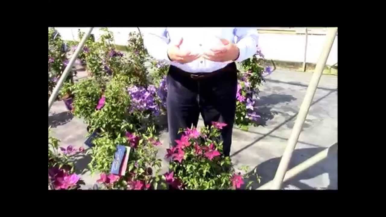 Clematis Picardy™, Raymond Evison® Clematis by Overdvest Nurseries