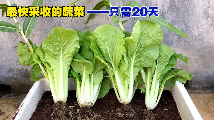 最快采收的蔬菜，20天就可以收获，好吃又好种，性价比高|The fastest harvest vegetables - 天天要闻