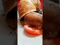#shorts                             Watch how snails eat and what they eat