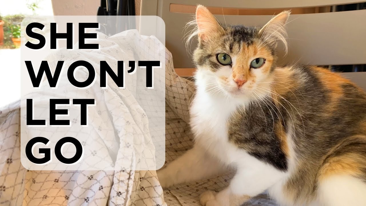 This Cat Lost Everything and Needed Us