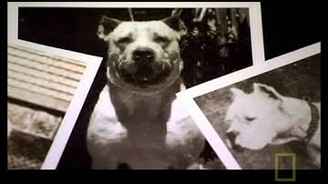 The Science behind the Dogo Argentino