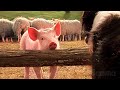 Babe、羊飼い犬となった小豚 ❤ | Babe映画からの最も可愛らしいシーン ⚡ 4K