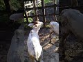 #mercadoagricola #sabiadocampo #fazenda #pecuarista #cavalo