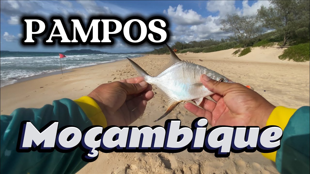 Pampos na praia do Moçambique🐠🐟 