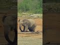 Rhino Attacked by Giant Elephant and Drowned in Brutal Waterhole Battle  #animals #wildlife