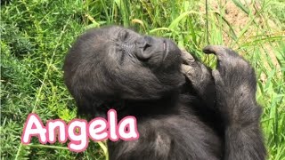 Gorilla  Angela breast feeding time Los Angeles Zoo