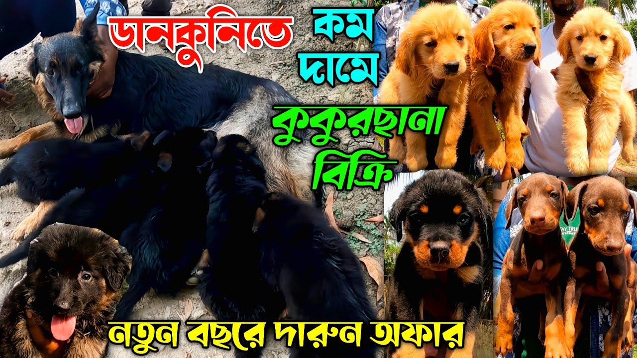 Low Price Puppy Sell in Dankuni। Long Coat German Shepherd Sell। Golden Retriever Sell।