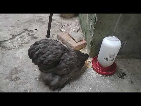 Video: Kapan ayam jantan cochin mulai berkokok?