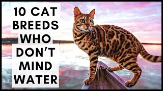 10 Cat Breeds Who Don’t Mind Water