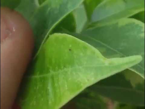 Клещ на бенджамине фото