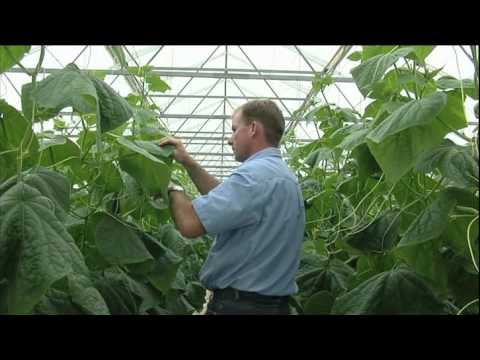 Greenhouse Operations Jason Smith, Business Katrina Hibbs.avi