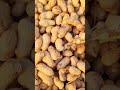 Groundnut harvesting #groundnut #harvest #video #reels #Morden