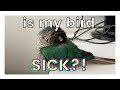 HOW TO TELL OR KNOW IF YOUR BIRD IS SICK | Signs Your Bird is Sick