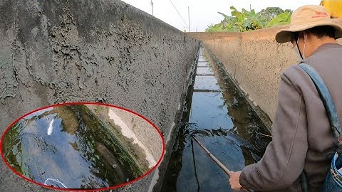 Kích Cá Bắt Đàn Cá Lóc Khủng Trong Mương Nổi Sau Khi Trạm Bơm Xả Nước Khi Không Ai Biết