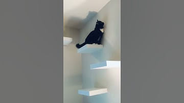 Vertical Space for Cats