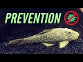 Prevent the Spread of Disease Between Your Aquariums