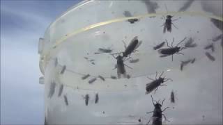H trap dazenval H trap Bremsenfalle H-trap Horsefly-trap