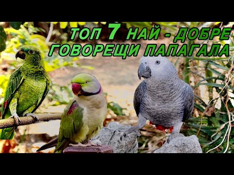 Видео: Кой папагал говори най-добре