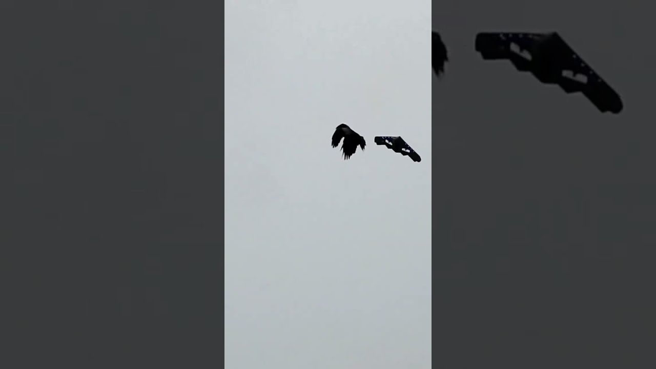 Crow Tries To Attack B 2 Stealth Bomber RC Plane Rc Rcplane Rcairplane Warbird B2bomber