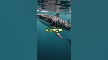 세계의 멸종위기 동물 TOP10 (Top 10 Endangered Animals in the World)