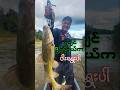 မိုးကောင်းချောင်းက ငါးရွေးပါ #fishingtime #fishing #outdoorfishing