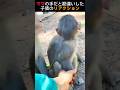 ママの手と勘違いした子猿のリアクション🐒🙉 #animals #動物プロダクション #ペット