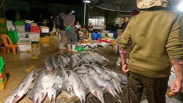 CẢNG CÁ QUY NHƠN - BẾN HÀM TỬ - Khám phá thiên đường hải sản tươi sống lớn nhất Bình Định - MIDVN