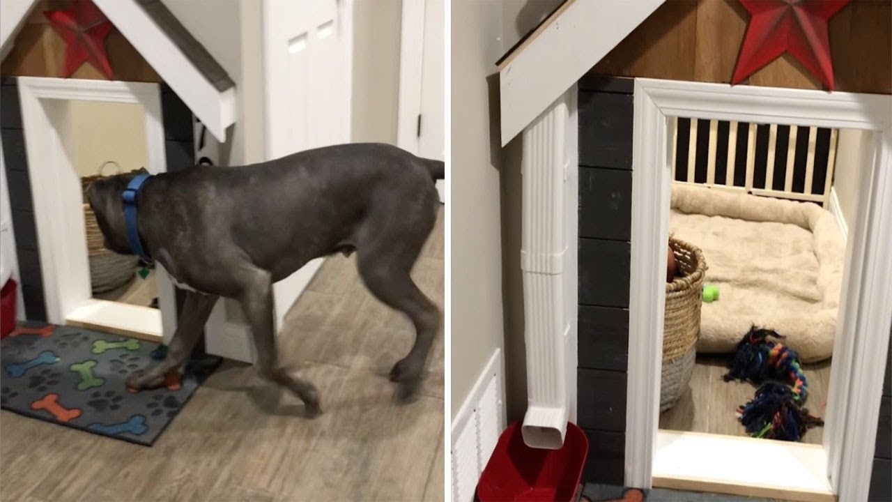 dog room under the stairs