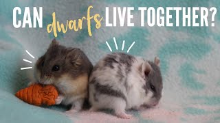 Can DWARF hamsters live together?